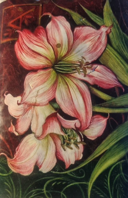 Pink flowers