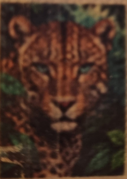 Tiger in grass