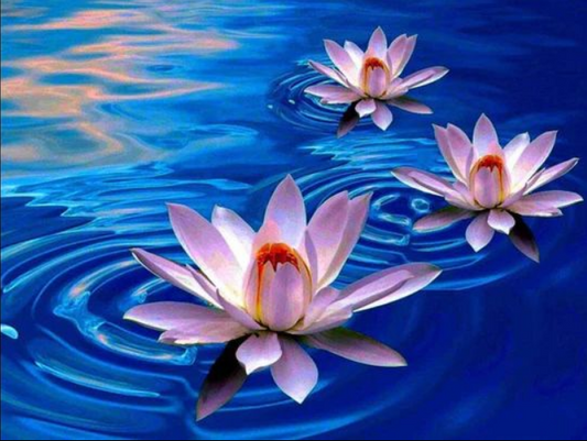 Lotus in water