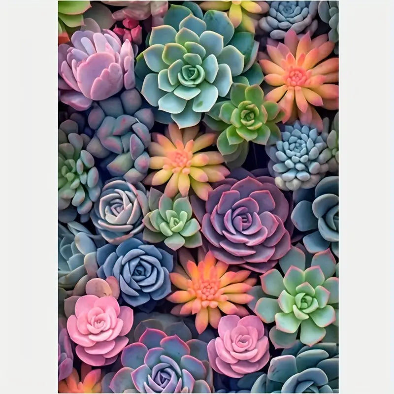 Colourful succulents